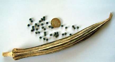 rastaseed_okra2.jpg