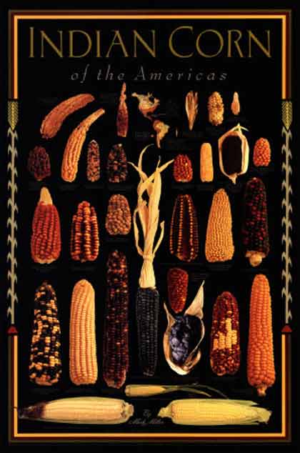 corn_seeds.jpg