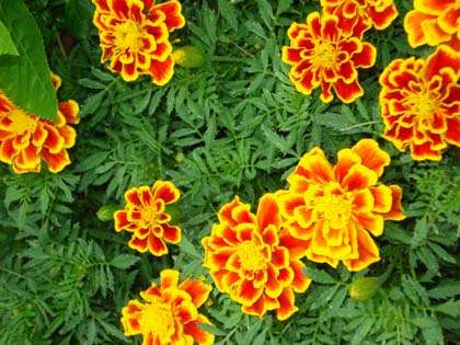 Marigolds