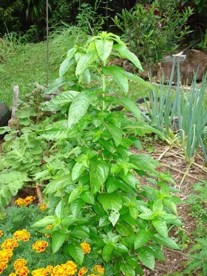 Egyptian Spinach at Rastaseed