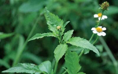 Treat Golden Staff with Spanish Needle or Bidens pilosa