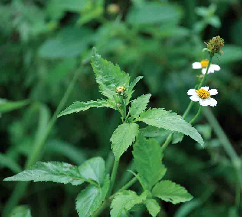 Bidens pilosa Spanish needle Farmers Friend Rastaseed medicinal plants