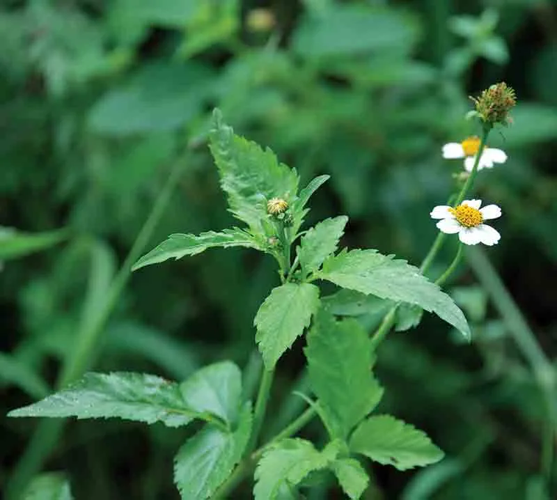 Bidens pilosa Spanish needle Farmers Friend Rastaseed medicinal plants