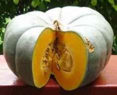Cucurbita maxima pumpkin