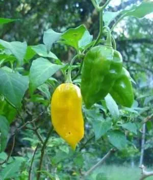 Jah Blue hot Pepper Seeds