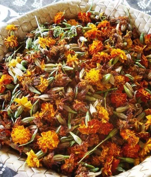 marigold seed heads