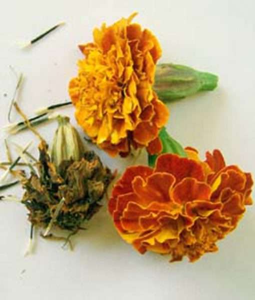 Marigold flower seeds rasta