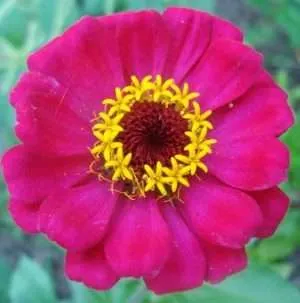 Zinnia elegans