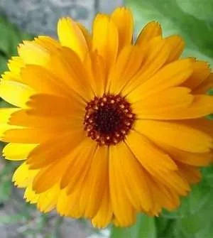 calendula officinalis