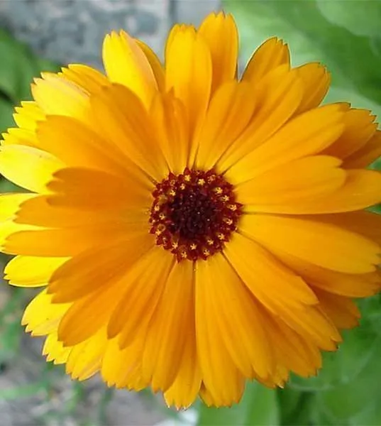 calendula officinalis