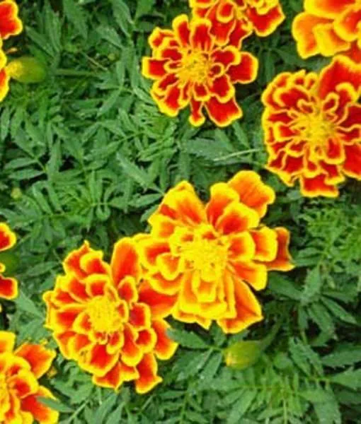 Marigold flowers