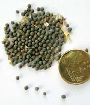 old woman meet and gossip cabbage seeds