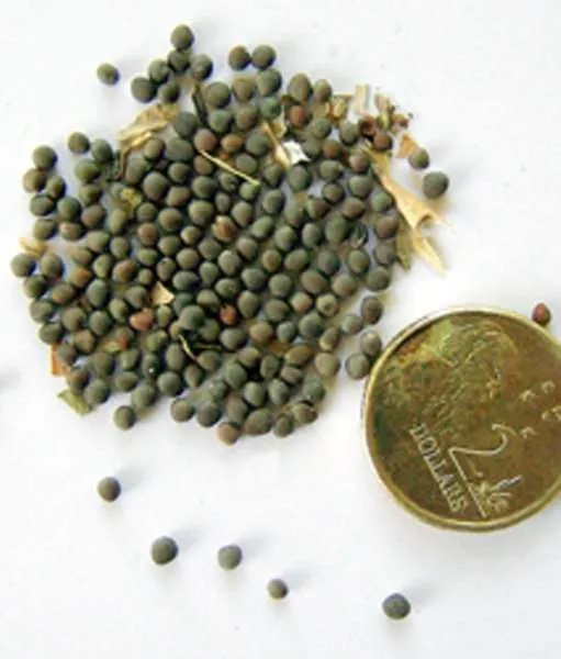 old woman meet and gossip cabbage seeds