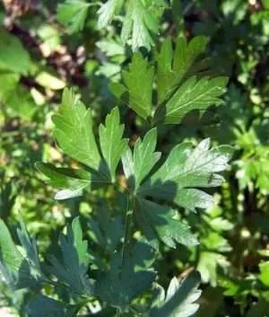 Herbs
