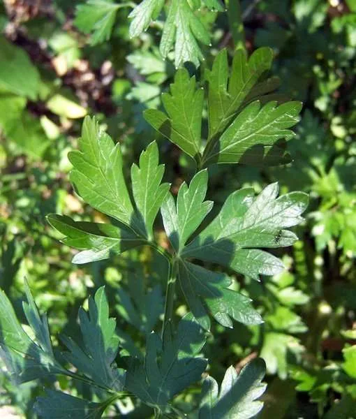Italian Parsley Leaf