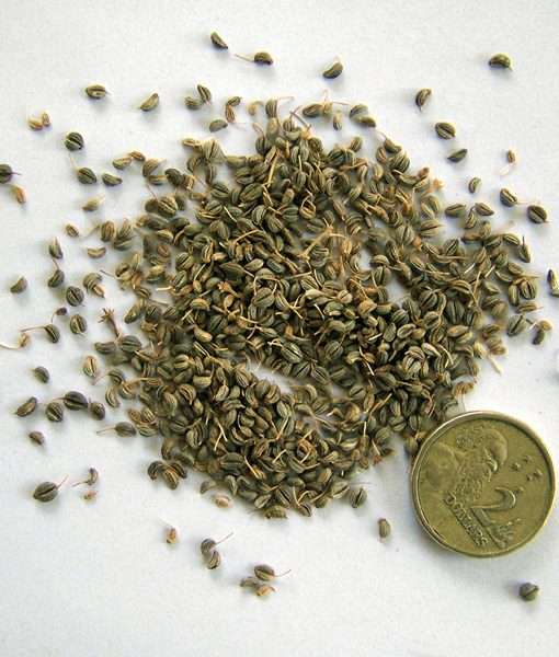 Parsley Seeds for sale