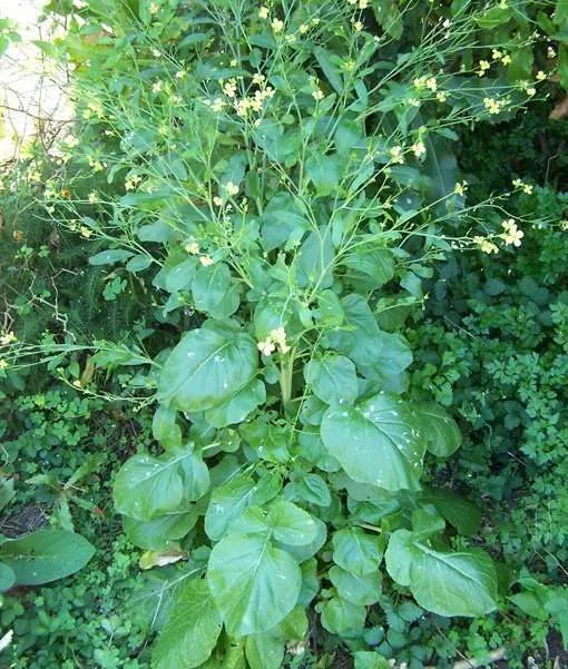 ancient cabbage
