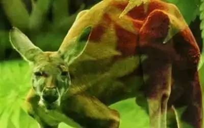 Kangaroo Message Revolutionise Australian Agriculture