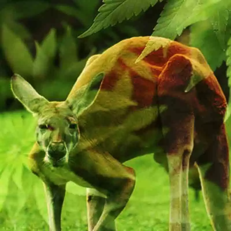 Kangaroo Rastaseed Blog