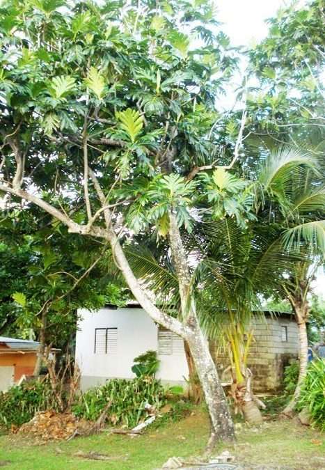 Jamaican Tropical Fruits as Medicine