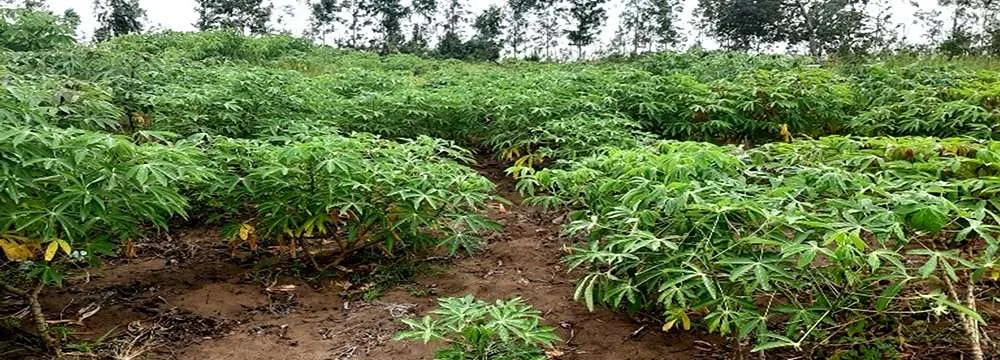 Cassava-plants Cassava Plants Jamaican Ground Provisions staging.rastaseed.com