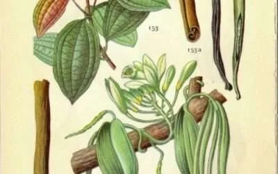 Cinnamon – Preventative Remedy