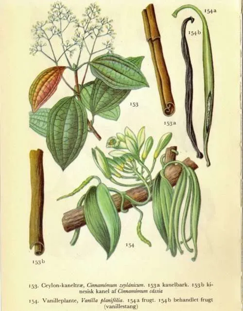 Cinnamon a spice with many health benefits staging.rastaseed.com