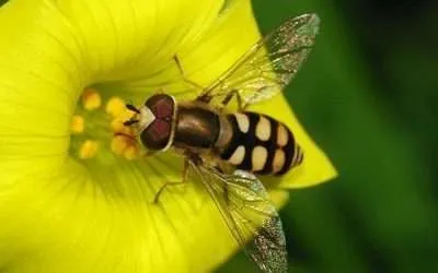 Companion Planting for Natural Pest Control