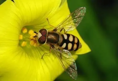 Companion Planting for Natural Pest Control