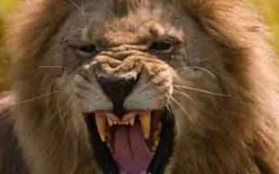 Babylon Lion Rainbow Metaphysical Interpretations of the Bible