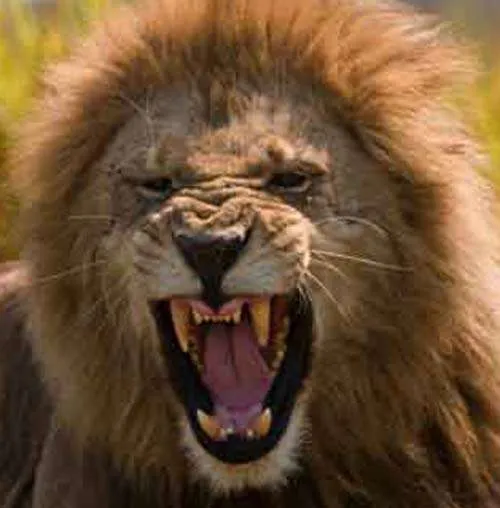 Babylon Lion of Judah and Rainbow metaphyical interpretations of Rastafari symbology rastaseed.com