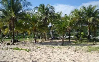Coconuts are Dying