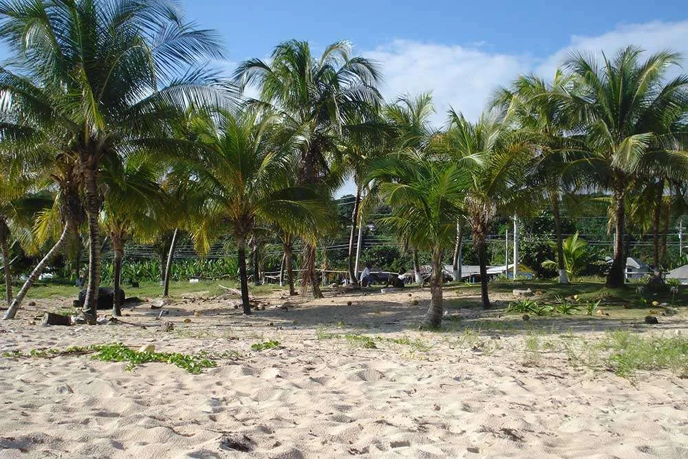 Coconuts are Dying
