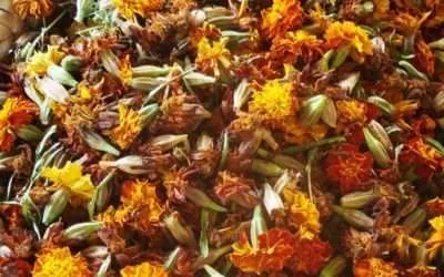 Marigolds Tagetes species very useful plants for your Rasta Garden