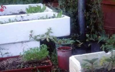 How to Sow Seed for your Rasta Garden