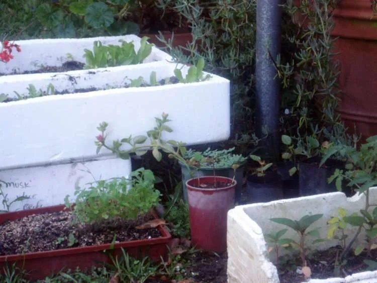 How to sow seed rastaseed.com