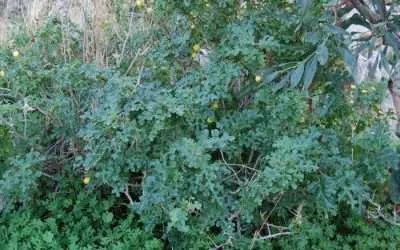 The Skin Cancer Self Treatment from weeds in the Australian Bush