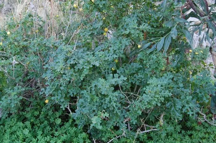 Australian Weed for treatment of skin cancer rastaseed.com
