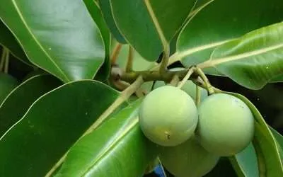 Tamanu Oil for Skin Healing