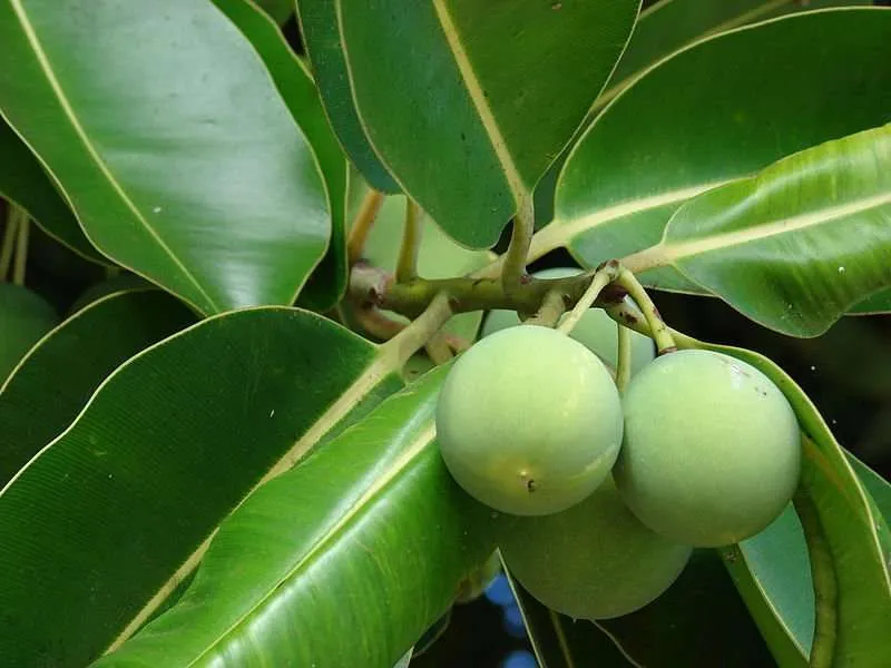 Tamanu Oil for healing medicine rastaseed.com