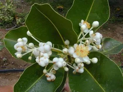 tamanu