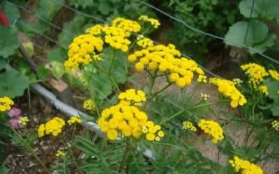 Herb Fertilisers