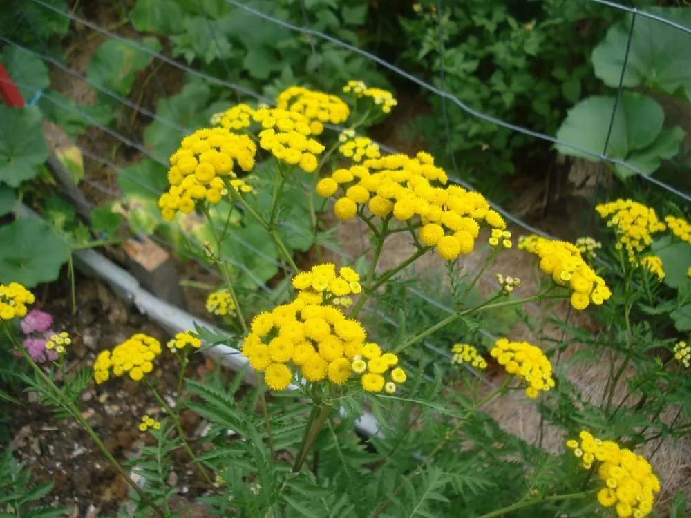 Liquid herb ferilisers budget gardening staging.rastaseed.com