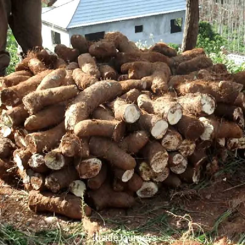 Yams Yams Jamaican Yellow yam staging.rastaseed.com