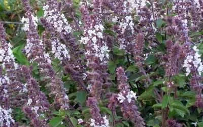 Basil Ancient Witches Healing Herb