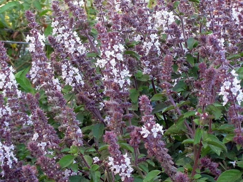 Basil ancient healing protective herb for depression staging.rastaseed.com