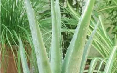 Aloe barbadensis Miller Rasta Maroon Medicine Sinkle Bible