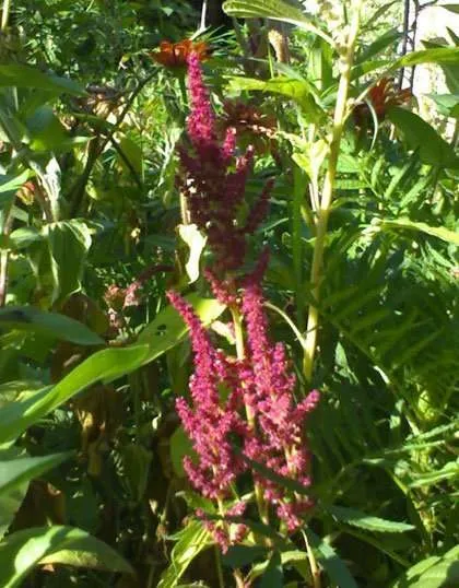Jamaican Calaloo or Amaranth high in nutrition easy to grow rastaseed.com
