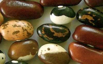Grow Beans in your Rasta Garden
