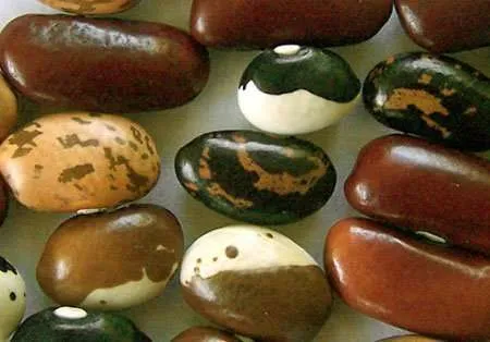 Grow Beans in your Rasta Garden